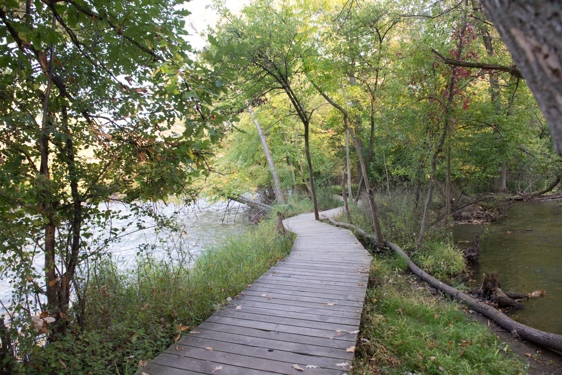 Boardwalk in the woods running along the Fox River.