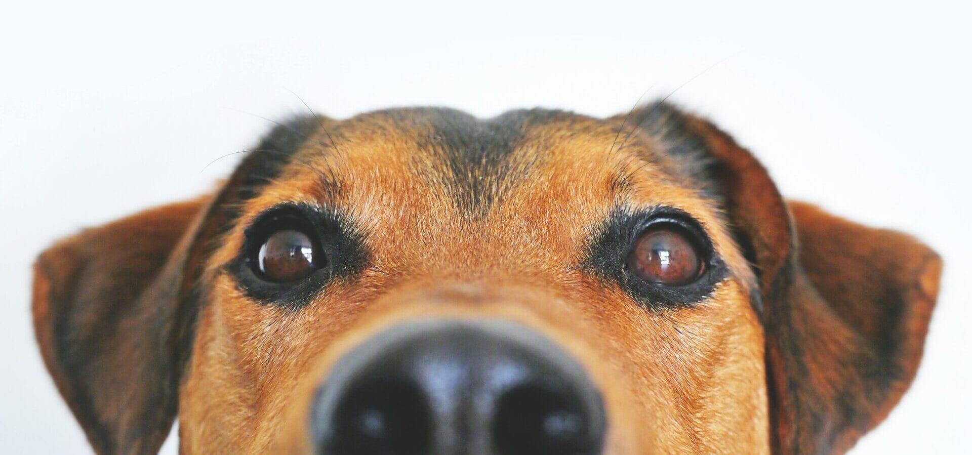 Stock image of the top part of a dog's face by Lum3n.