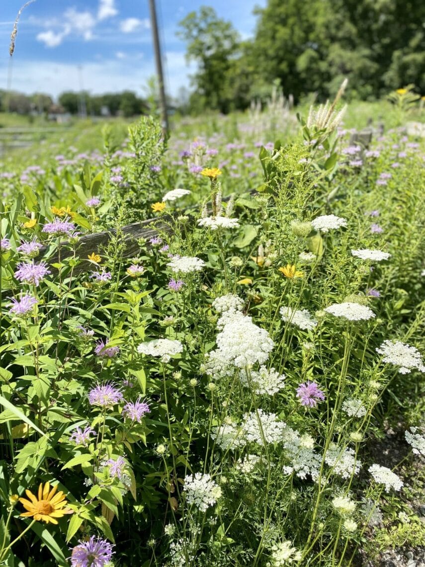 Wildflowers at Konkapot Preserve