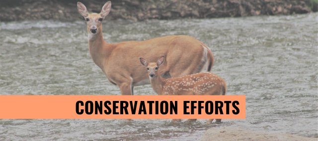 A graphic that features two deer and text that reads "conservation efforts"